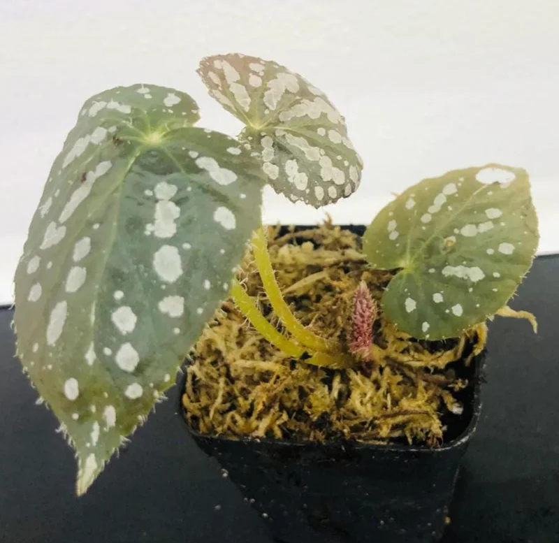 Begonia Rex 'Betsy' Live Plant – 1 Leaf Starter in 2 Inch Pot – Colorful Foliage Houseplant - Image 4