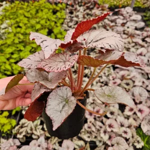 Begonia Silver Dollar, White Gray Variegated Live House Plant in a 5 Inch pot, terrarium vivarium | 2 item minimum on orders | - Image 3