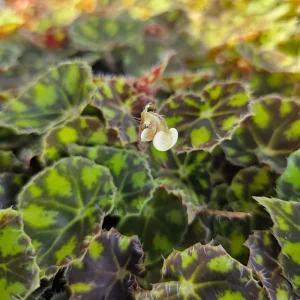Begonia Tiger Paws Live Plant – Rare Foliage Begonia – 4 inch Pot – Indoor - Image 2
