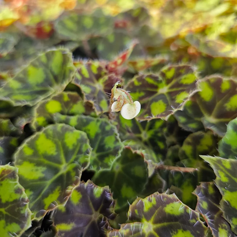Begonia Tiger Paws Live Plant – Rare Foliage Begonia – 4 inch Pot – Indoor - Image 2