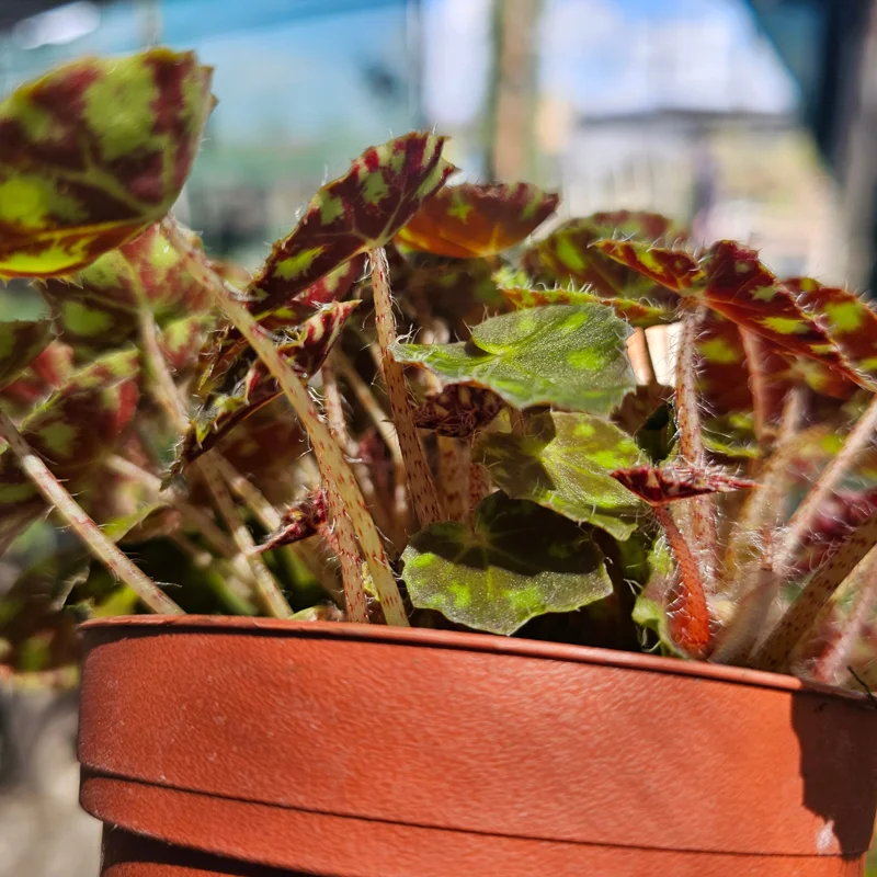 Begonia Tiger Paws Live Plant – Rare Foliage Begonia – 4 inch Pot – Indoor - Image 4