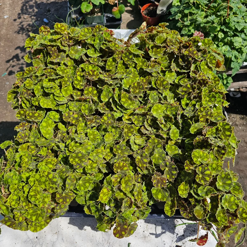 Begonia Tiger Paws Live Plant – Rare Foliage Begonia – 4 inch Pot – Indoor - Image 5