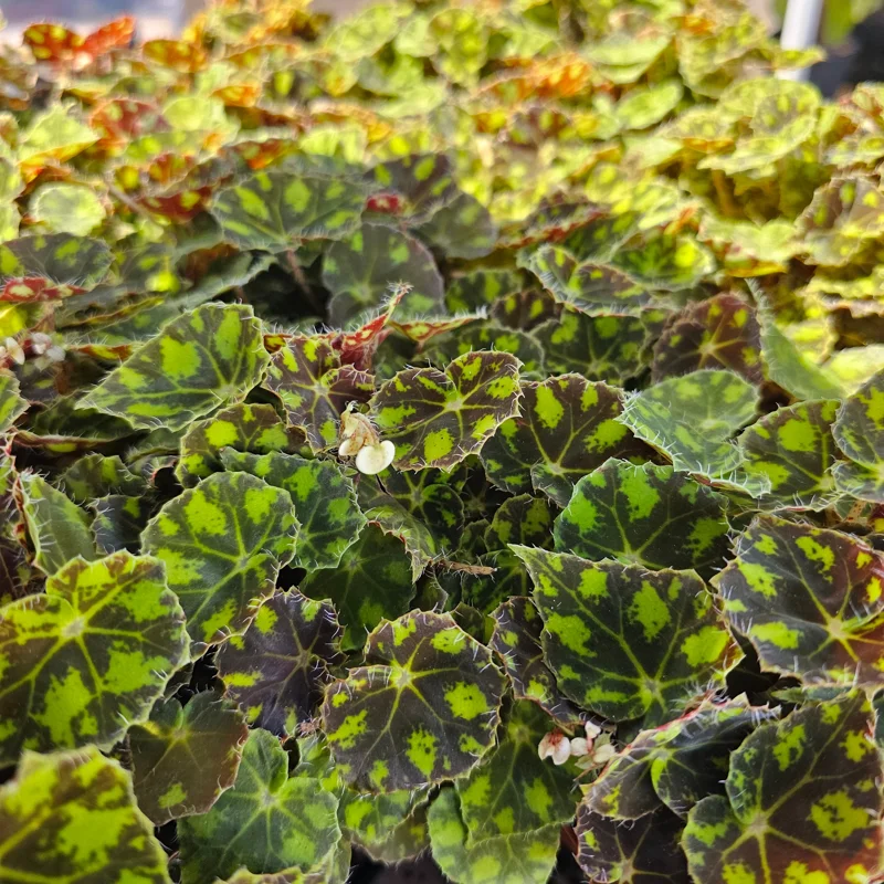 Begonia Tiger Paws Live Plant – Rare Foliage Begonia – 4 inch Pot – Indoor - Image 6