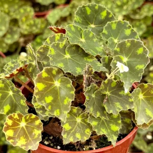 Begonia Tiger Paws Live Plant – Tropical Foliage – 4 Inch Pot – Indoor - Image 1