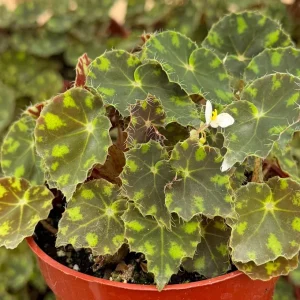 Begonia Tiger Paws Live Plant – Tropical Foliage – 4 Inch Pot – Indoor - Image 2