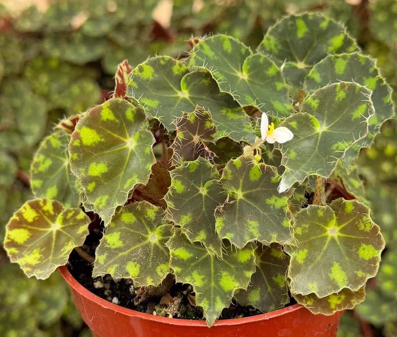 Begonia Tiger Paws Live Plant - Tropical Foliage, 4 Inch Pot, Indoor - Image 2