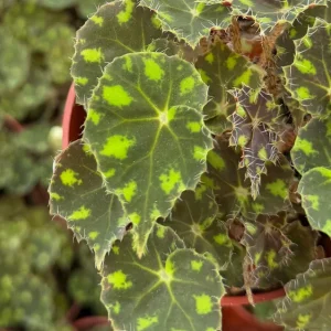 Begonia Tiger Paws Live Plant – Tropical Foliage – 4 Inch Pot – Indoor - Image 3