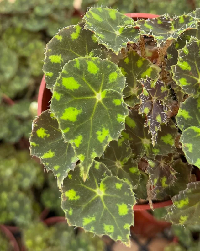 Begonia Tiger Paws Live Plant - Tropical Foliage, 4 Inch Pot, Indoor - Image 3