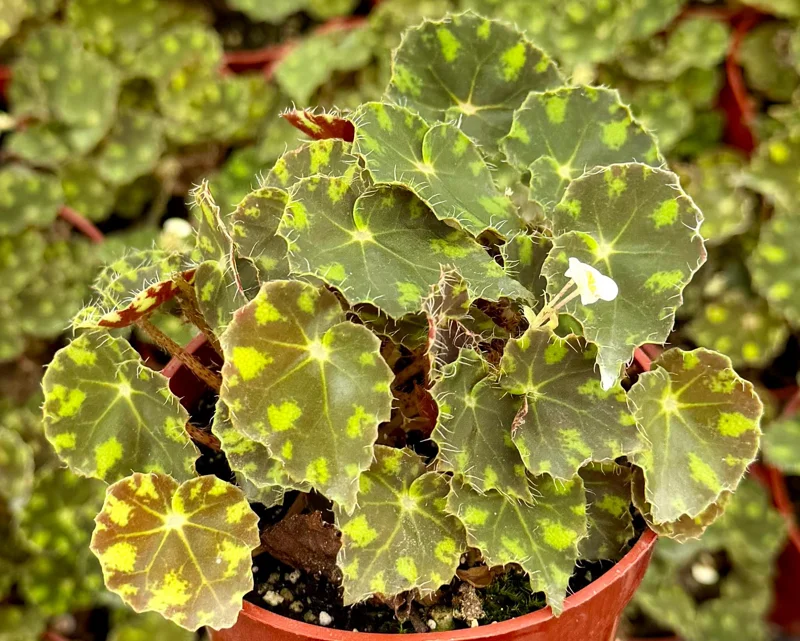 Begonia Tiger Paws Live Plant - Tropical Foliage, 4 Inch Pot, Indoor - Image 1