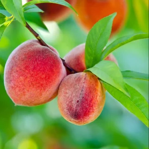 Belle of Georgia White Peach Tree – Sweet Grafted Live Plant – 6-12 Inch Tall – Fruit Tree - Image 2