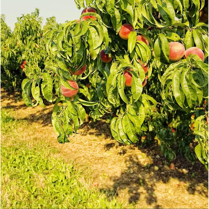 Belle of Georgia White Peach Tree – Sweet Grafted Live Plant – 6-12 Inch Tall – Fruit Tree - Image 3