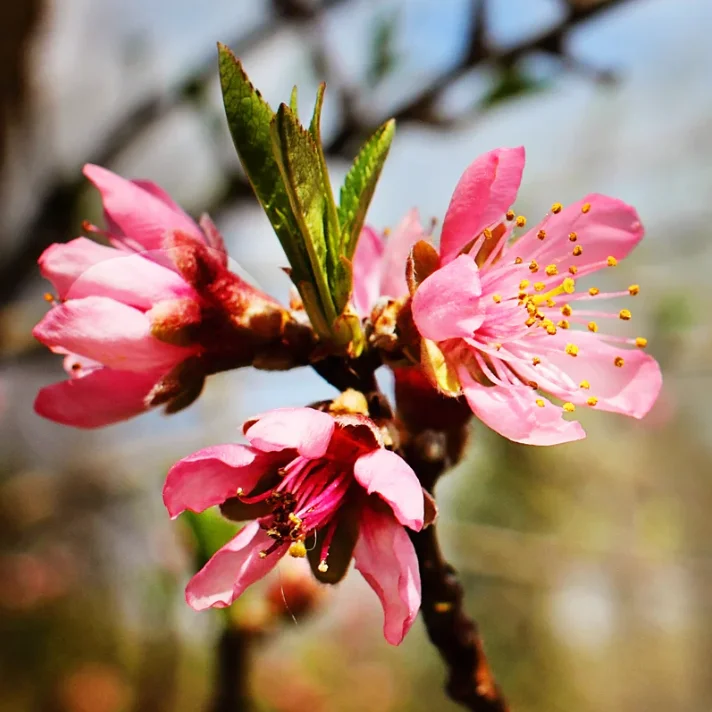 Belle of Georgia White Peach Tree – Sweet Grafted Live Plant – 6-12 Inch Tall – Fruit Tree - Image 4
