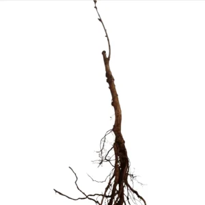 Belle of Georgia White Peach Tree – Sweet Grafted Live Plant – 6-12 Inch Tall – Fruit Tree - Image 7