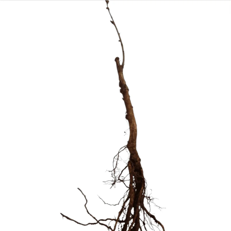 Belle of Georgia White Peach Tree – Sweet Grafted Live Plant – 6-12 Inch Tall – Fruit Tree - Image 7