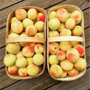 Belle of Georgia White Peach Tree – Sweet Grafted Live Plant – 6-12 Inch Tall – Fruit Tree - Image 1