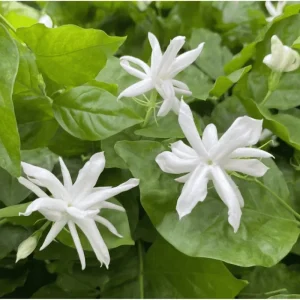 Belle of India Jasmine Live Plant - Fragrant Indian Jasmine in 4 Inch Pot - Image 1