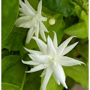 Belle of India Jasmine Live Plant - Fragrant Indian Jasmine in 4 Inch Pot - Image 2