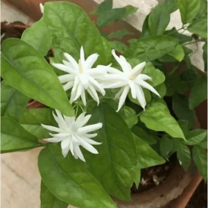 Belle of India Jasmine Live Plant - Fragrant Indian Jasmine in 4 Inch Pot - Image 3