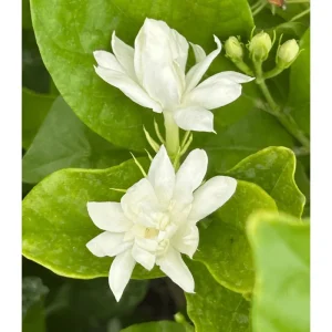 Belle of India Jasmine Live Plant - Fragrant Indian Jasmine in 4 Inch Pot - Image 4