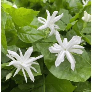 Belle of India Jasmine Plant Live - Fragrant White Flowers, 14-16 Inch Tall in 1 Gallon Pot - Image 2