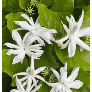 Belle of India Jasmine Plant Live - Fragrant White Flowers, 14-16 Inch Tall in 1 Gallon Pot - Image 3