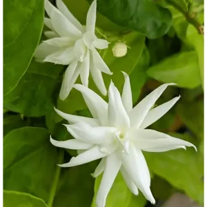 Belle of India Jasmine Plant Live - Fragrant White Flowers, 14-16 Inch Tall in 1 Gallon Pot - Image 4