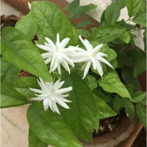 Belle of India Jasmine Plant Live - Fragrant White Flowers, 14-16 Inch Tall in 1 Gallon Pot - Image 5