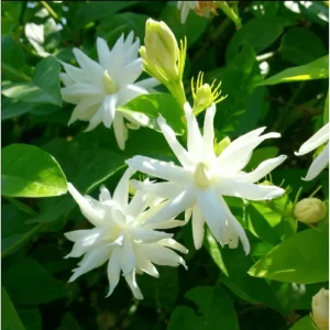 Belle of India Jasmine Plant Live - Fragrant White Flowers, 14-16 Inch Tall in 1 Gallon Pot - Image 6