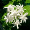 Belle of India Jasmine Plant Live - Fragrant White Flowers, 14-16 Inch Tall in 1 Gallon Pot - Image 1