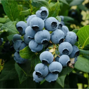 Biloxi Blueberry Live Plant – Southern Highbush, 4-8 Inch Tall, Edible Fruit - Image 2