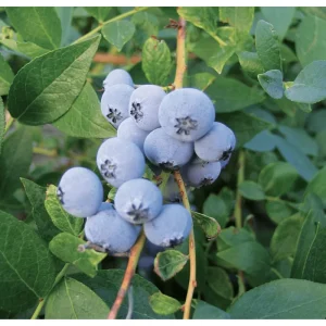 Biloxi Blueberry Live Plant – Southern Highbush, 4-8 Inch Tall, Edible Fruit - Image 3