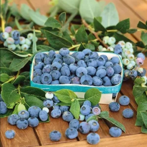 Biloxi Blueberry Live Plant – Southern Highbush, 4-8 Inch Tall, Edible Fruit - Image 1