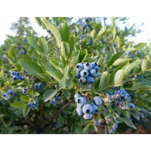 Biloxi Blueberry Live Plant – Southern Highbush, 4-8 Inch Tall, Edible Fruit - Image 7