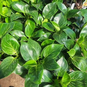 Birkin Philodendron Live Plant - Rooted Cutting, 4in Pot, Indoor Houseplant - Image 3