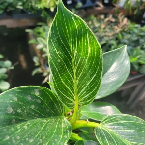 Birkin Philodendron Live Plant - Rooted Cutting, 4in Pot, Indoor Houseplant - Image 4