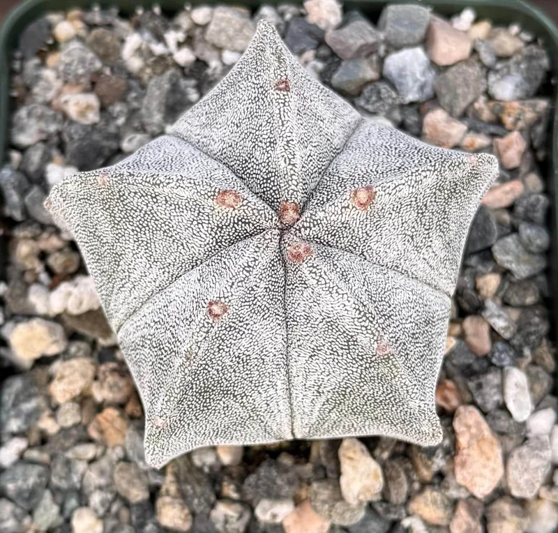 Bishop's Cap Cactus Live Plant - Astrophytum Myriostigma - 4 inch, 6 inch pot - Image 1