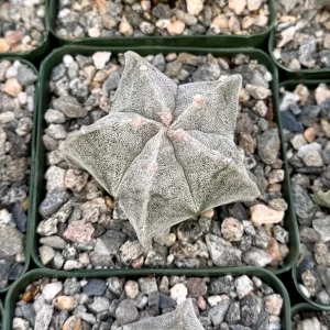 Bishop's Cap Cactus Live Plant - Astrophytum Myriostigma - 4 or 6 Inch Pot - Image 2
