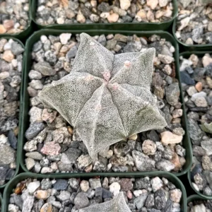 Bishop's Cap Cactus Live Plant - Astrophytum Myriostigma - 4 inch, 6 inch pot - Image 2