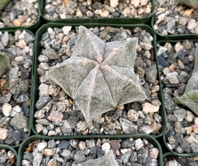 Bishop's Cap Cactus Live Plant - Astrophytum Myriostigma - 4 inch, 6 inch pot - Image 2