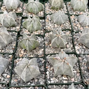 Bishop's Cap Cactus Live Plant - Astrophytum Myriostigma - 4 or 6 Inch Pot - Image 3