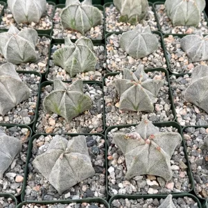 Bishop's Cap Cactus Live Plant - Astrophytum Myriostigma - 4 inch, 6 inch pot - Image 3