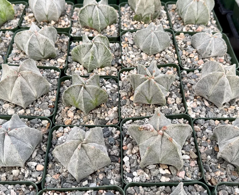 Bishop's Cap Cactus Live Plant - Astrophytum Myriostigma - 4 inch, 6 inch pot - Image 3