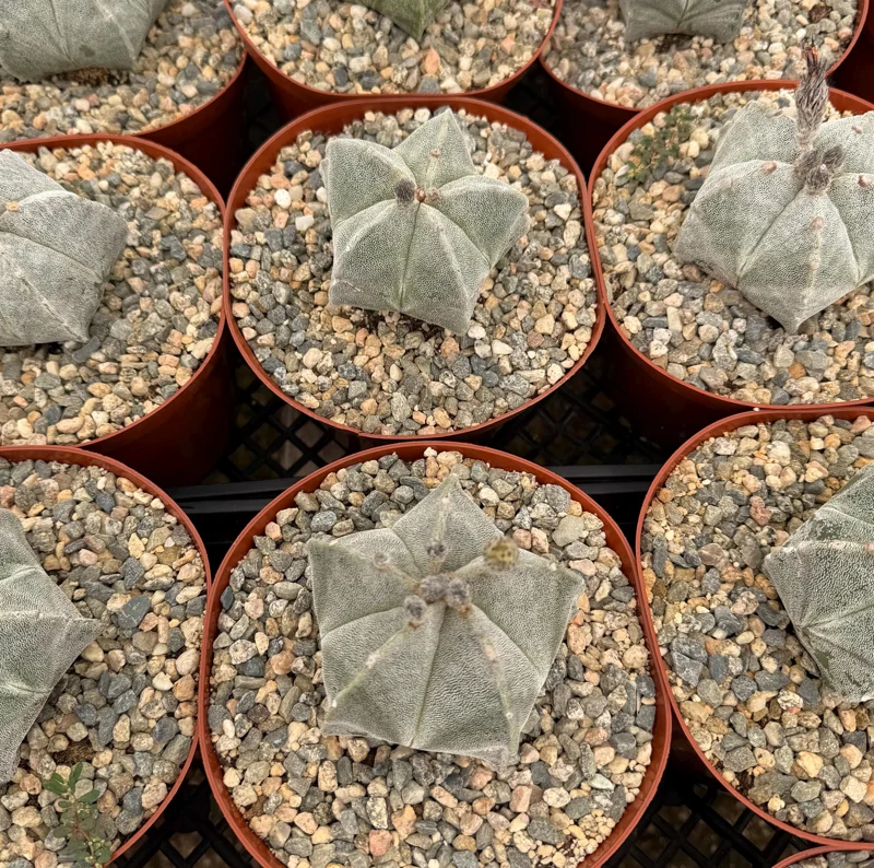 Bishop's Cap Cactus Live Plant - Astrophytum Myriostigma - 4 inch, 6 inch pot - Image 4