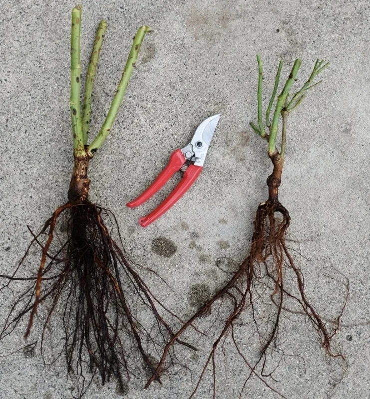 Black Baccara Hybrid Tea Rose Bare Root Plant – Dark Burgundy Fragrant 4-5 Inch Tall - Image 2