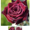 Black Baccara Hybrid Tea Rose Bare Root Plant – Dark Burgundy Fragrant 4-5 Inch Tall - Image 1
