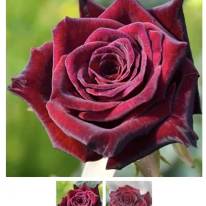 Black Baccara Hybrid Tea Rose Bare Root Plant – Dark Burgundy Fragrant 4-5 Inch Tall - Image 1