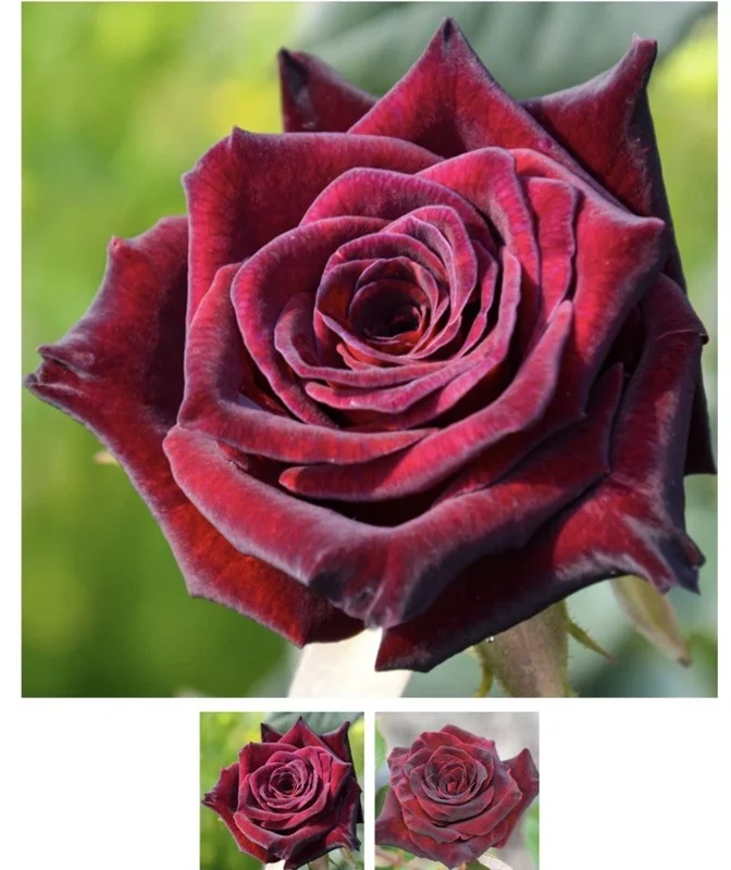 Black Baccara Hybrid Tea Rose Bare Root Plant – Dark Burgundy Fragrant 4-5 Inch Tall - Image 1