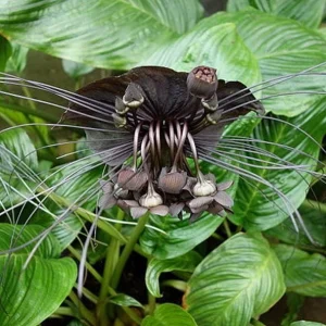 Black Bat Flower Live Plant Set of 2, Rare Tropical Tacca Plant, 3-5 Inch Tall 2 Inch Pot - Image 2