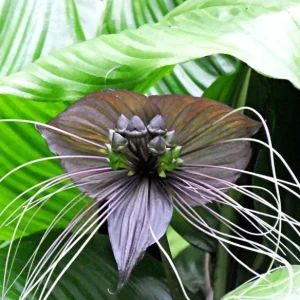 Black Bat Flower Live Plant Set of 2, Rare Tropical Tacca Plant, 3-5 Inch Tall 2 Inch Pot - Image 3