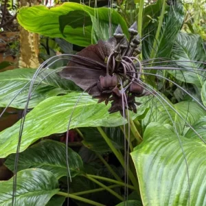 Black Bat Flower Live Plant Set of 2, Rare Tropical Tacca Plant, 3-5 Inch Tall 2 Inch Pot - Image 5